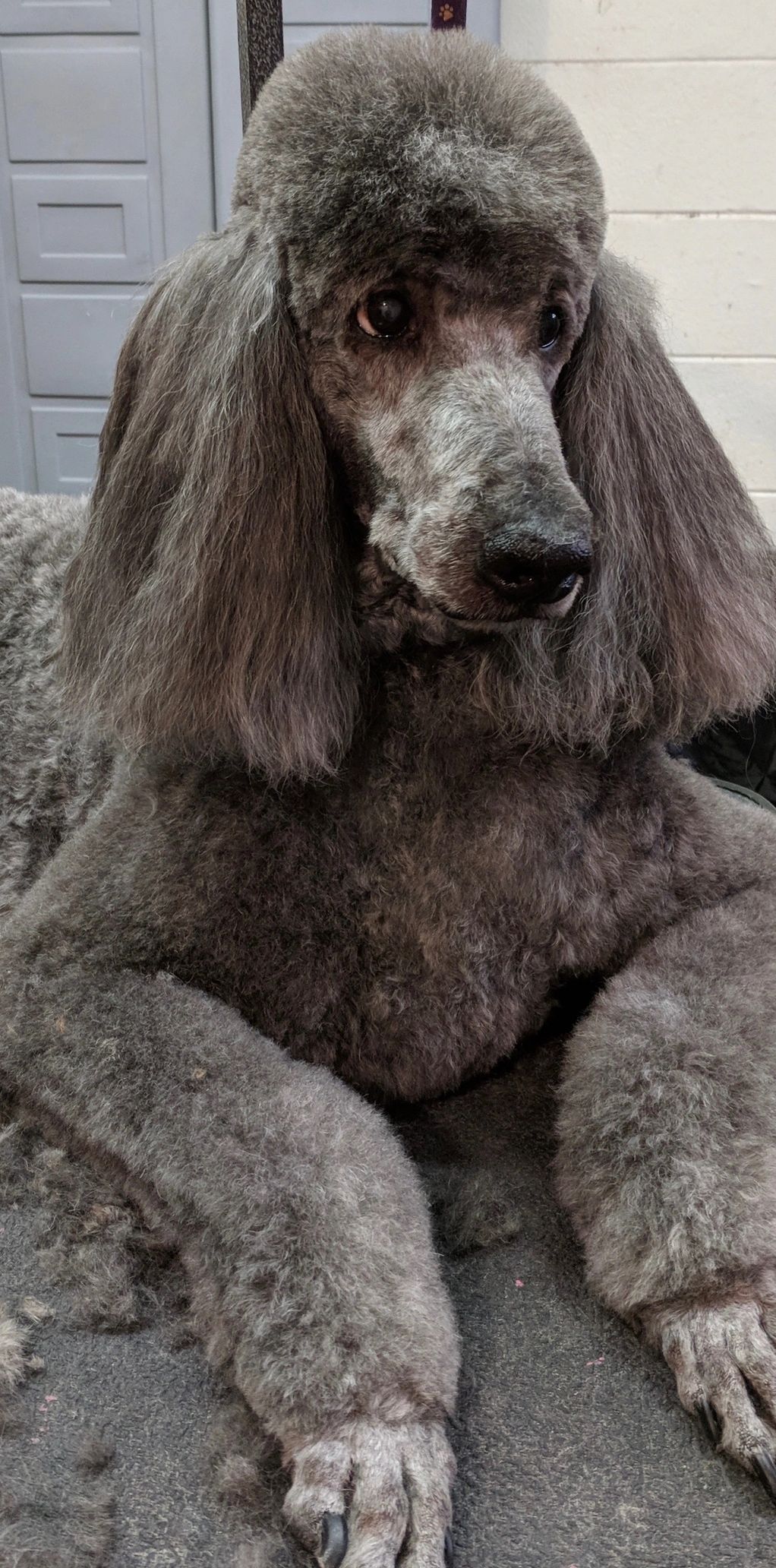 A freshly groomed dog at Grant Animal Clinic