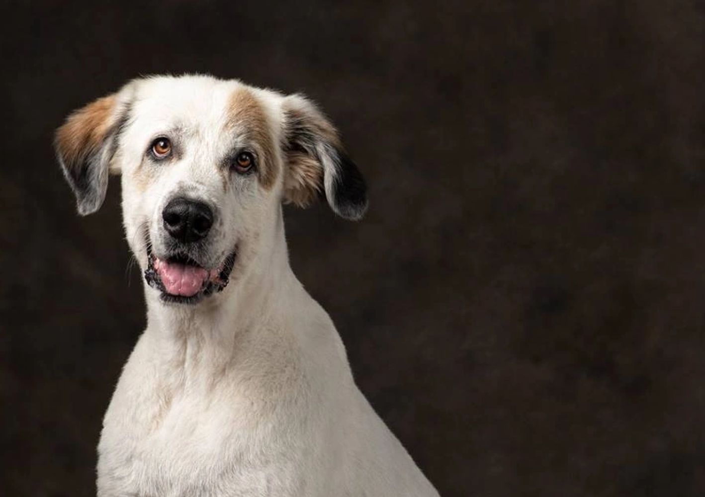 A pet photographed at Grant Animal Clinic